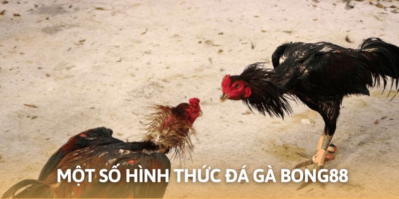 Tips xuống tiền chọn cửa cược đá gà tại trang chủ Bong88