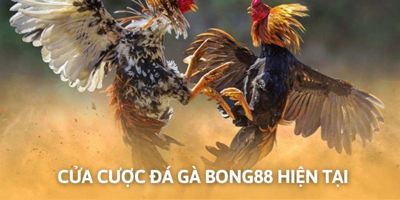 Hình thức chọi gà hay nhất tại sảnh cược trực tuyến
