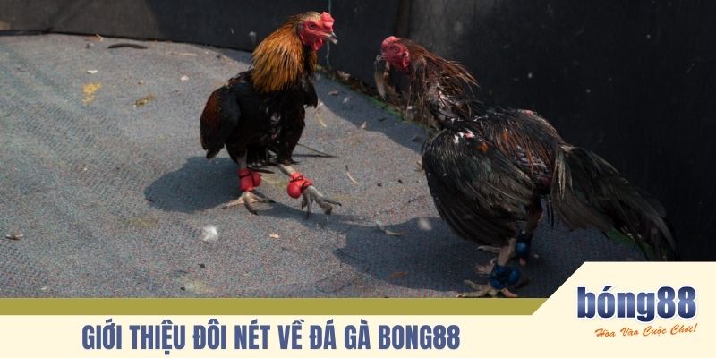 Giới thiệu đôi nét về bộ môn đá gà bong88
