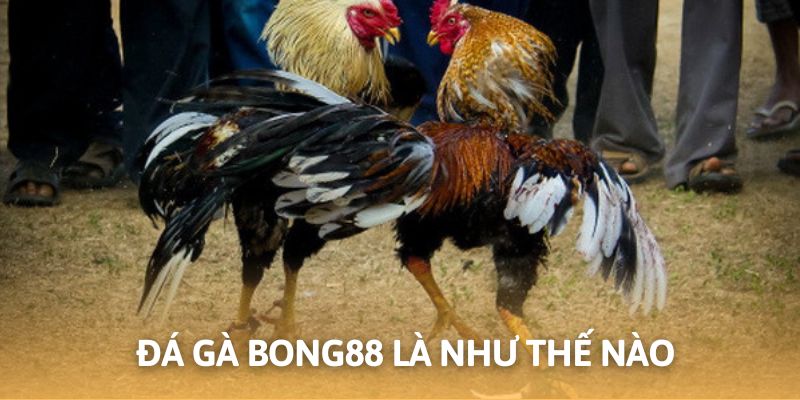 Các cửa cược đá gà Bong88 chi tiết cho thành viên mới hiện tại