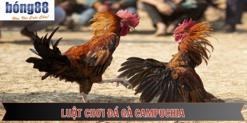 Nắm rõ luật chơi loại hình đá gà Campuchia