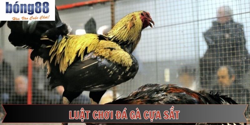 Mẹo tham gia chọi kê cựa sắt bất bại từ chuyên gia