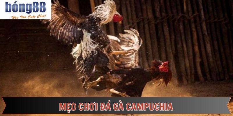 Kinh nghiệm nên áp dụng khi trải nghiệm chọi kê Campuchia