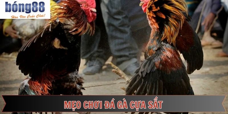 Quy tắc tham gia đá gà cựa sắt tỉ mỉ cho hội viên