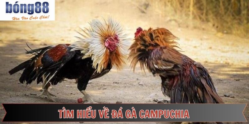 Điểm qua đôi nét về hình thức chọi kê Campuchia
