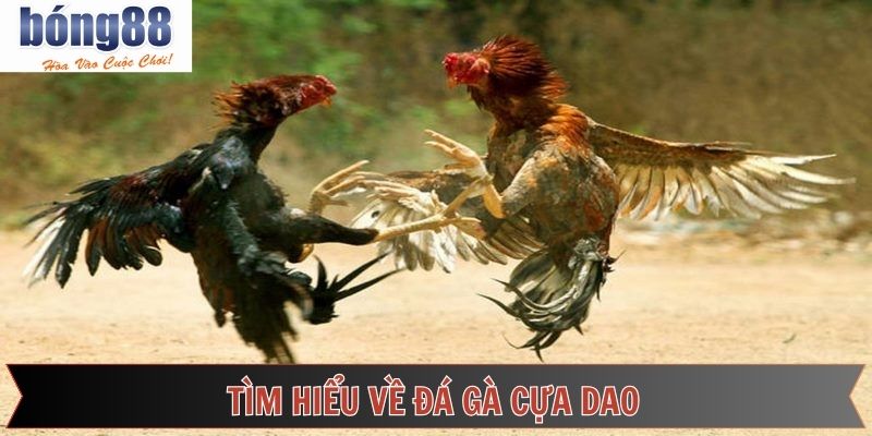 Đôi nét về chọi kê cựa dao thú vị