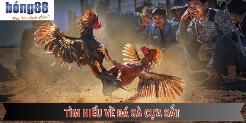 Vài nét về chọi kê cựa sắt đỉnh cao