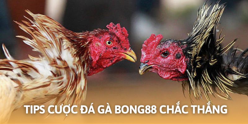 Các ưu điểm của sảnh đá gà tại nhà cái trực tuyến Bong88