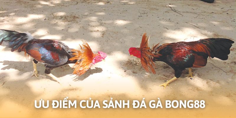 Tìm hiểu sảnh đá gà Bong88 có ý nghĩa cụ thể như thế nào